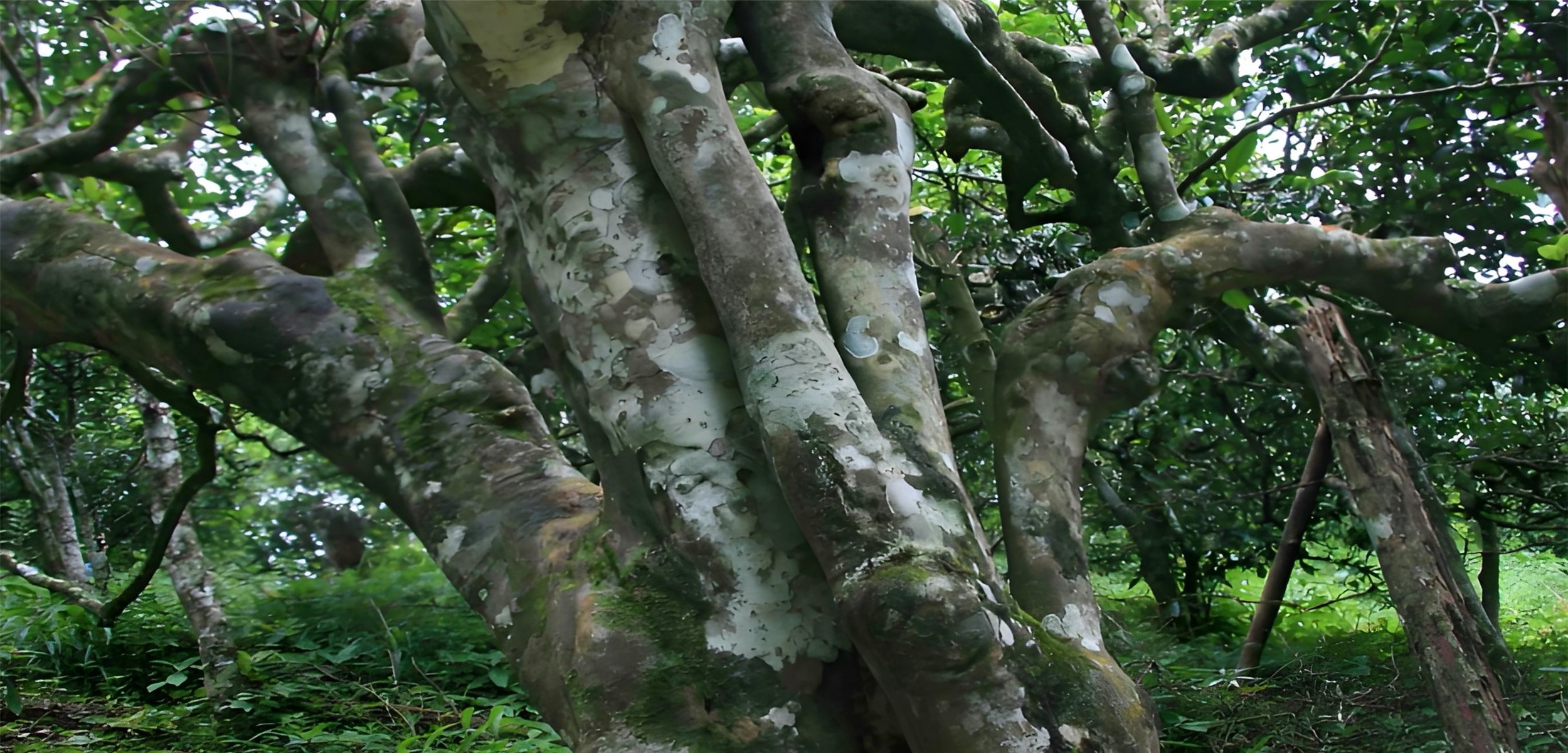 Yunnan is the birthplace of tea trees in the world, with a history of thousands of years of tea cultivation and ancient tea tree clusters spanning thousands of years