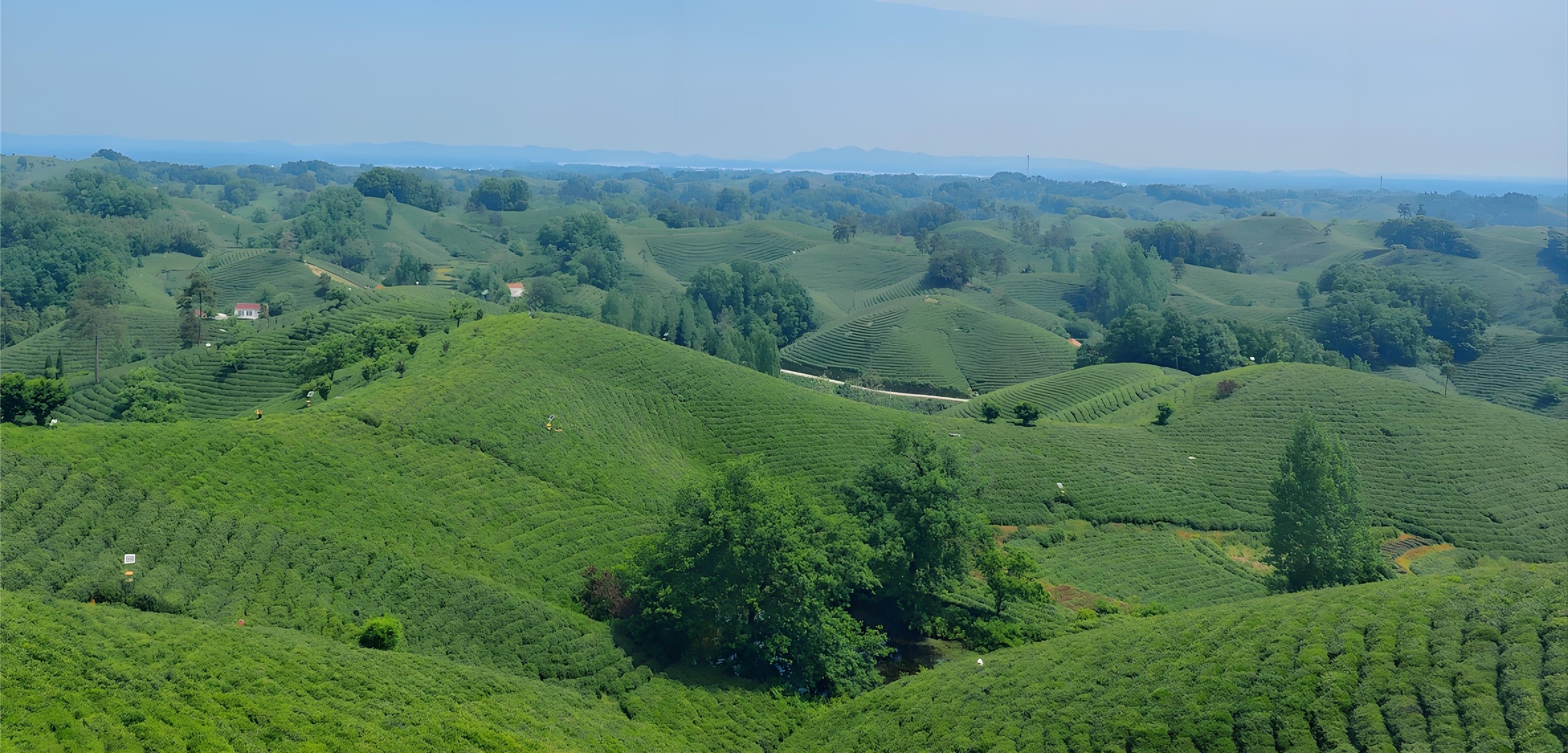 Yunnan green tea returns to the heart and spleen with the refreshing orchid fragrance of the plateau