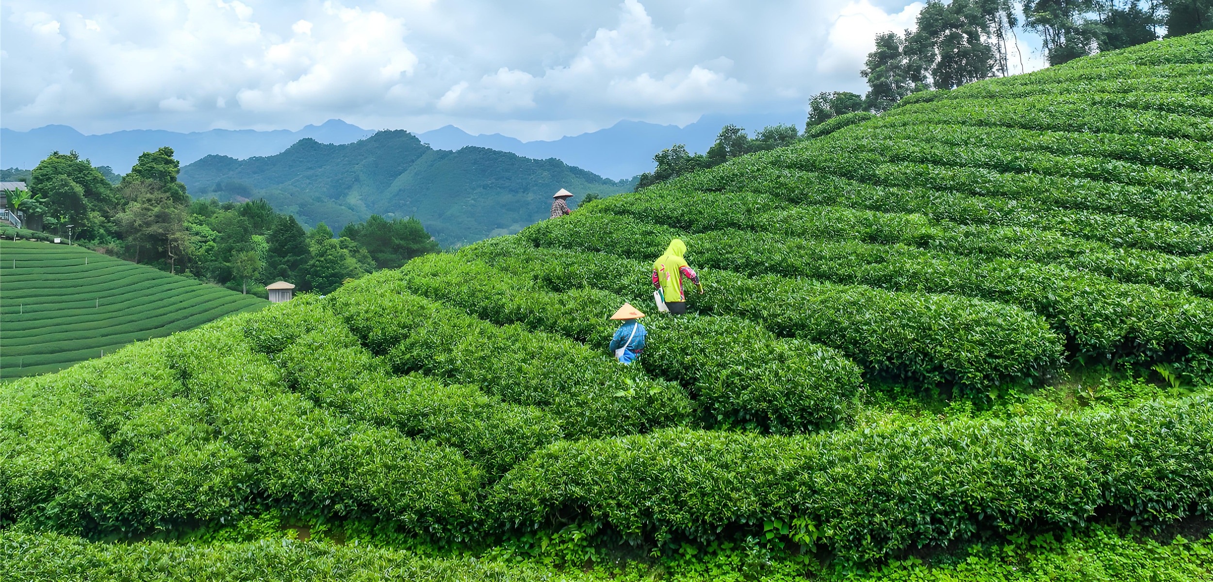 Yunnan white tea preserves the true sweetness and elegance of the tea leaves, as if basking in the spring breeze