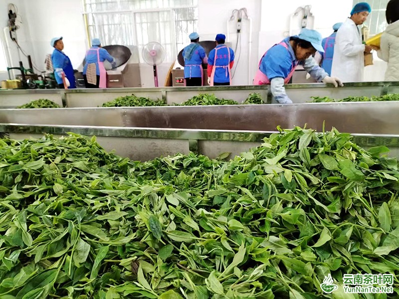 忙碌的茶厂工人。