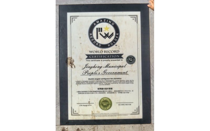 2019年8月27日"世界最大连片茶园"经世界纪录认证（WRCA）官方工作人员现场审核On August 27, 2019, the "World's Largest Continuous Tea Plantation" was audited by official staff of World Record Certification (WRCA) on