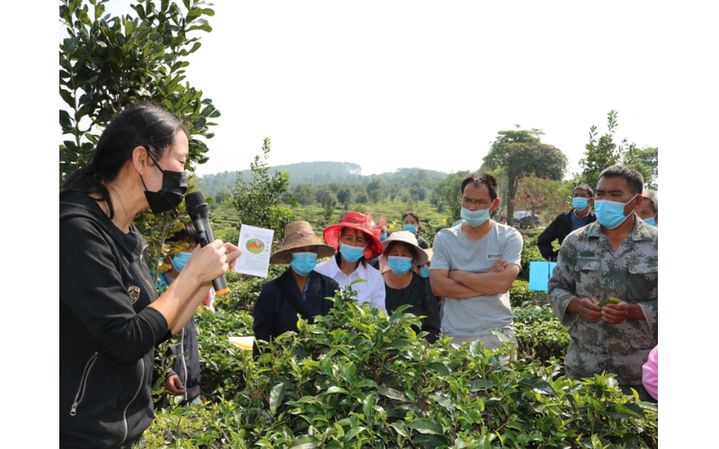 茶园病虫害绿色防控培训 助推大渡岗茶叶提质增效Green prevention and control training for tea garden pests and diseases promotes the improvement of tea quality and efficiency in Dadugang