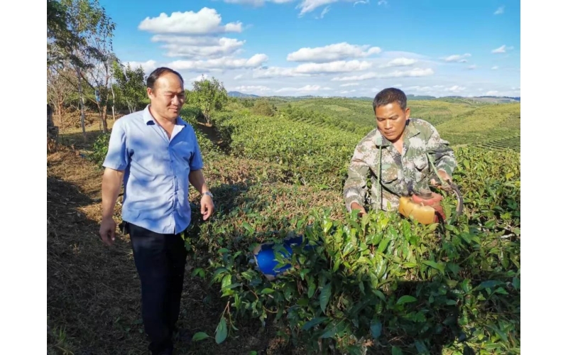 景洪市大渡岗乡：田园综合体示范项目力促普洱茶一二三产融合发展Dadugang Township, Jinghong City: Rural Comprehensive Demonstration Project Promotes the Integrated Development of Primary, Secondary and Tertiary Production of Pu'er Tea