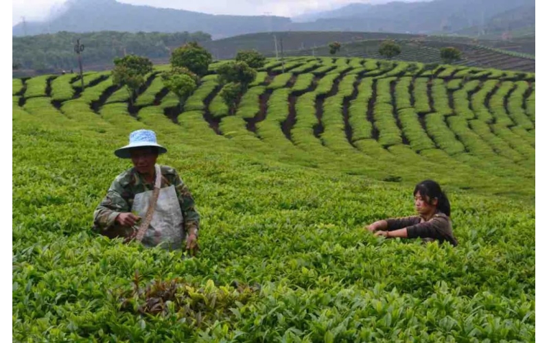 蓬勃动能绘新卷&mdash;&mdash;云南高质量跨越式发展一线观察  Vibrant momentum charts a new course - Firsthand observations on Yunnan's high-quality leapfrog development