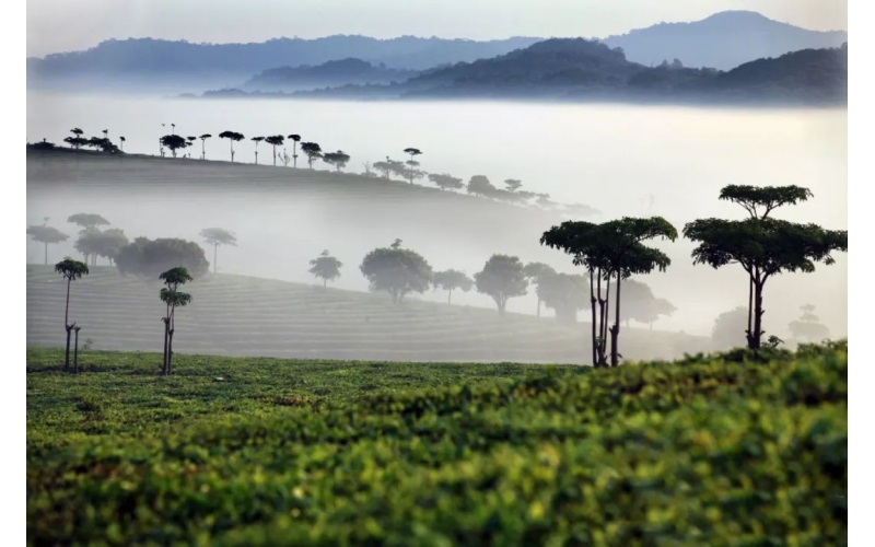 【茶香西双版纳】新式茶园：大渡岗万亩茶园 [Tea Fragrance Xishuangbanna] New-style Tea Garden: Dadu'gang Ten-thousand-mu Tea Garden