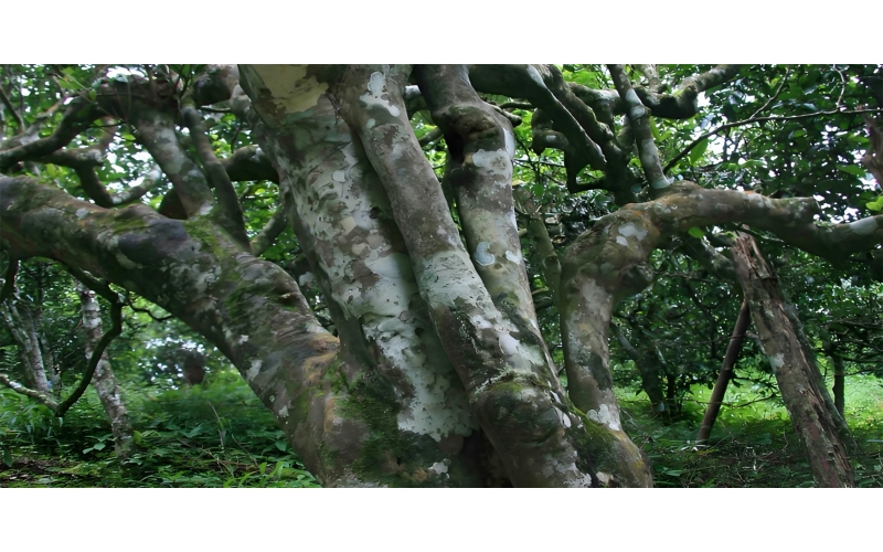 省人大常委会就《云南省古茶树保护条例》开展执法检查 推动古茶树保护利用 促进全省茶产业提质增效 The Standing Committee of the Provincial People's Congress conducted a law enforcement inspection on the "Regulations on the Protection of Ancient 