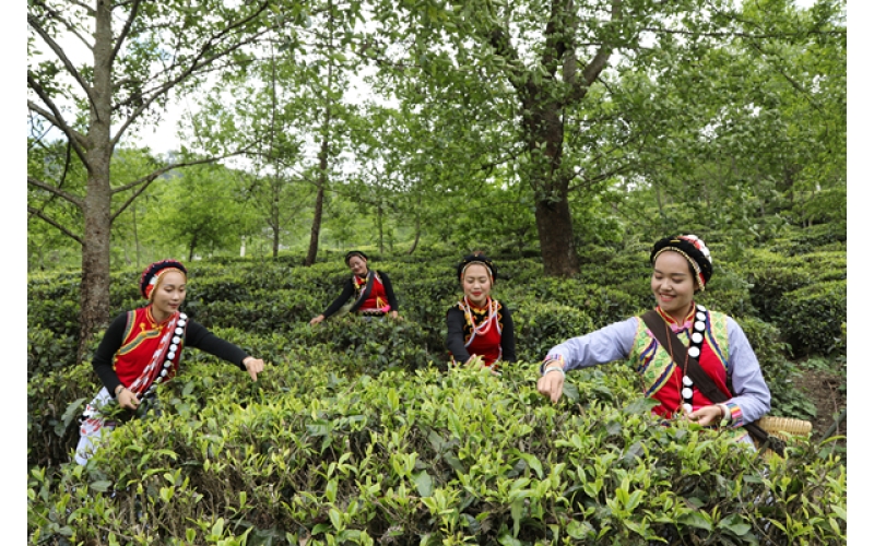 云南做活茶产业 联农带农促增收 Yunnan Province Revitalizes the Tea Industry, Collaborates with Farmers to Promote Agricultural Growth and Increase Income