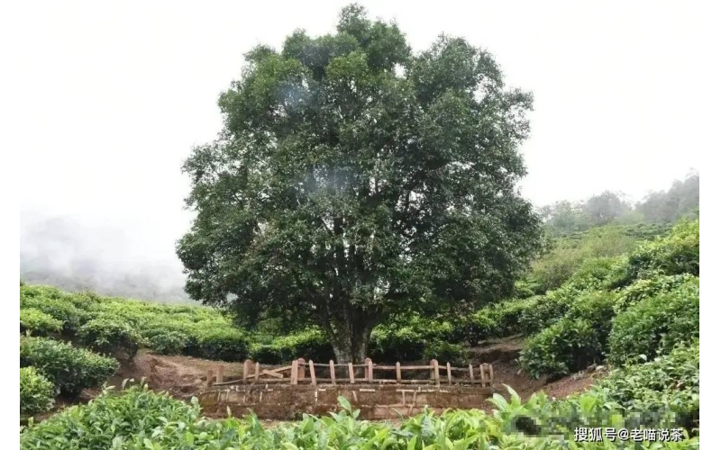 云南南涧无量山古德茶树王介绍：无量山普洱茶茶树王  Introduction to Good Tea Tree King in Wuliangshan, Nanjian, Yunnan: Wuliangshan Pu'er Tea Tree King